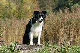 BORDER COLLIE 1342